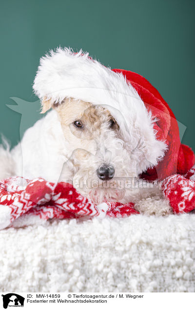 Foxterrier mit Weihnachtsdekoration / Fox terrier with christmas decoration / MW-14859