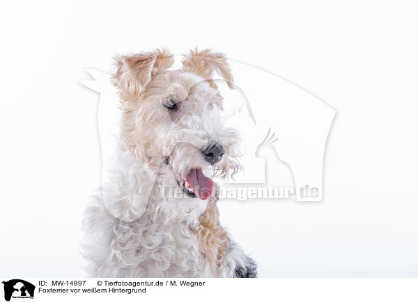 Foxterrier vor weiem Hintergrund / Fox terrier in front of white background / MW-14897