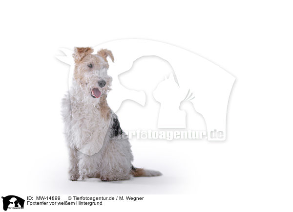 Foxterrier vor weiem Hintergrund / Fox terrier in front of white background / MW-14899