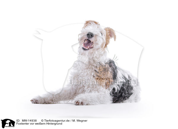 Foxterrier vor weiem Hintergrund / MW-14938