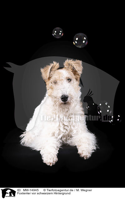 Foxterrier vor schwarzem Hintergrund / Fox terrier in front of black background / MW-14945