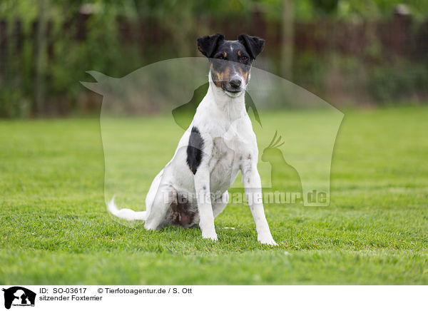 sitzender Foxterrier / SO-03617