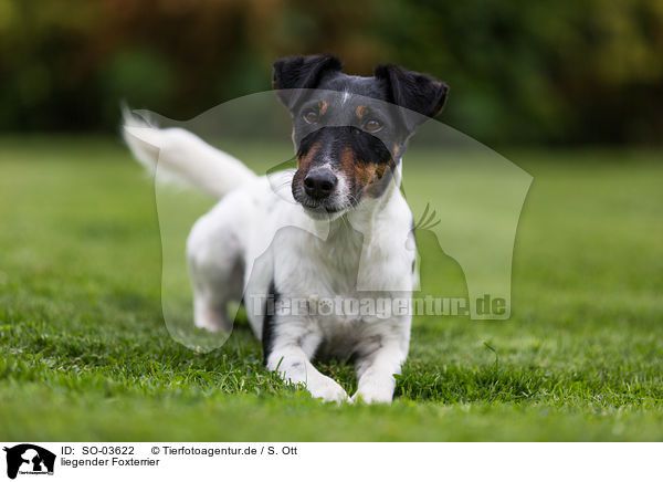 liegender Foxterrier / lying Foxterrier / SO-03622