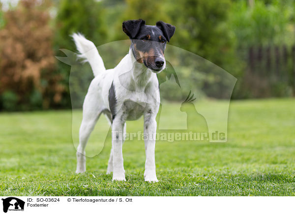Foxterrier / Foxterrier / SO-03624