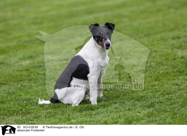 sitzender Foxterrier / SO-03638