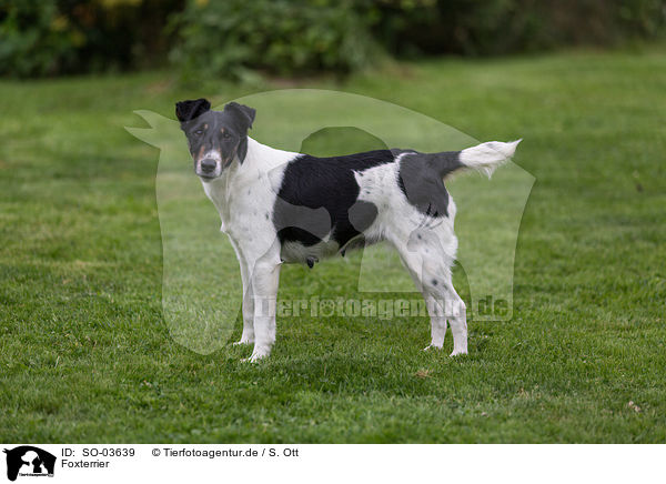 Foxterrier / SO-03639