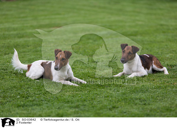 2 Foxterrier / SO-03642