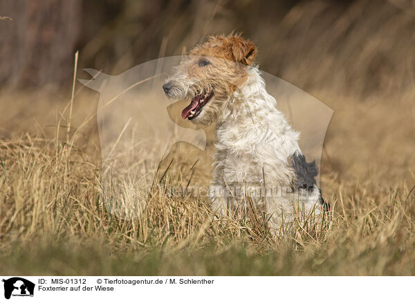Foxterrier auf der Wiese / MIS-01312
