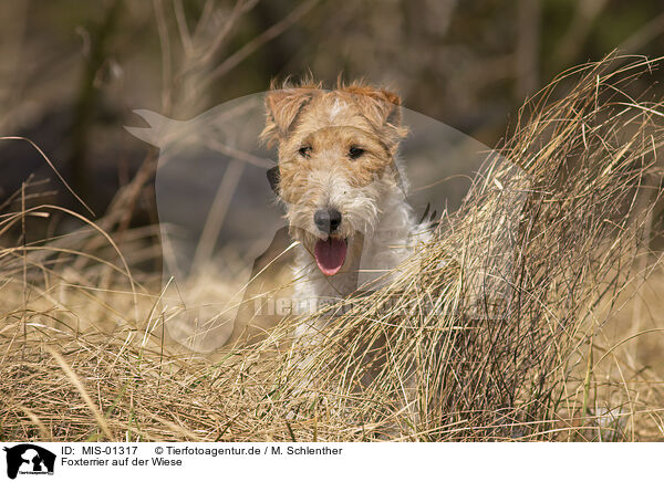 Foxterrier auf der Wiese / MIS-01317