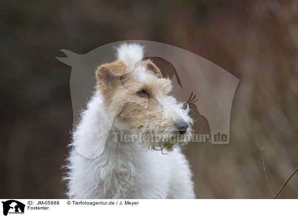 Foxterrier / JM-05888