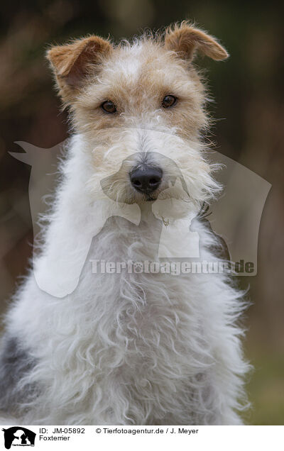 Foxterrier / JM-05892