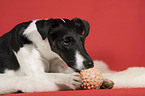 Foxterrier mit Ball