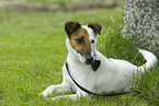 Foxterrier liegt angeleint im Gras