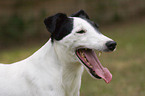 Foxterrier Portrait