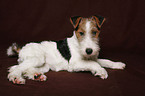 Foxterrier Welpe