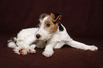 Foxterrier Welpe