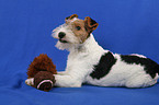 Foxterrier Welpe