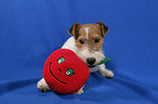 Foxterrier Welpe