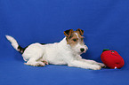 Foxterrier Welpe