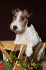 Foxterrier Welpe