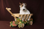 Foxterrier Welpe