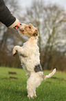 Foxterrier macht Mnnchen