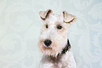 Foxterrier Portrait