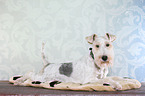 liegender Foxterrier