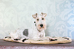 liegender Foxterrier