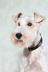 Foxterrier Portrait