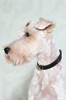 Foxterrier Portrait