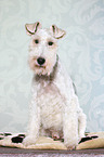 sitzender Foxterrier