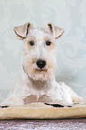 liegender Foxterrier