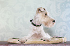 liegender Foxterrier