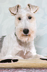 liegender Foxterrier