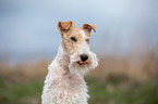 Foxterrier Portrait