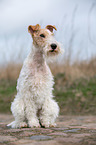 sitzender Foxterrier