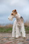 Foxterrier