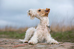 liegender Foxterrier