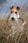 Foxterrier Portrait