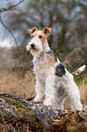 Foxterrier