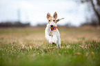 spielender Foxterrier