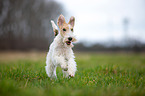 rennender Foxterrier