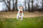 spielender Foxterrier