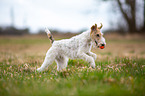 spielender Foxterrier