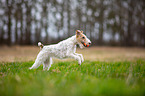 spielender Foxterrier