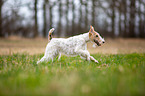 rennender Foxterrier