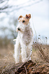 Foxterrier