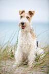 sitzender Foxterrier