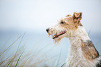 Foxterrier Portrait